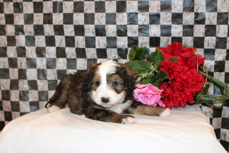 puppy, for, sale, Bernedoodle F2, Matthew B. Stoltzfus, dog, breeder, Gap, PA, dog-breeder, puppy-for-sale, forsale, nearby, find, puppyfind, locator, puppylocator, aca